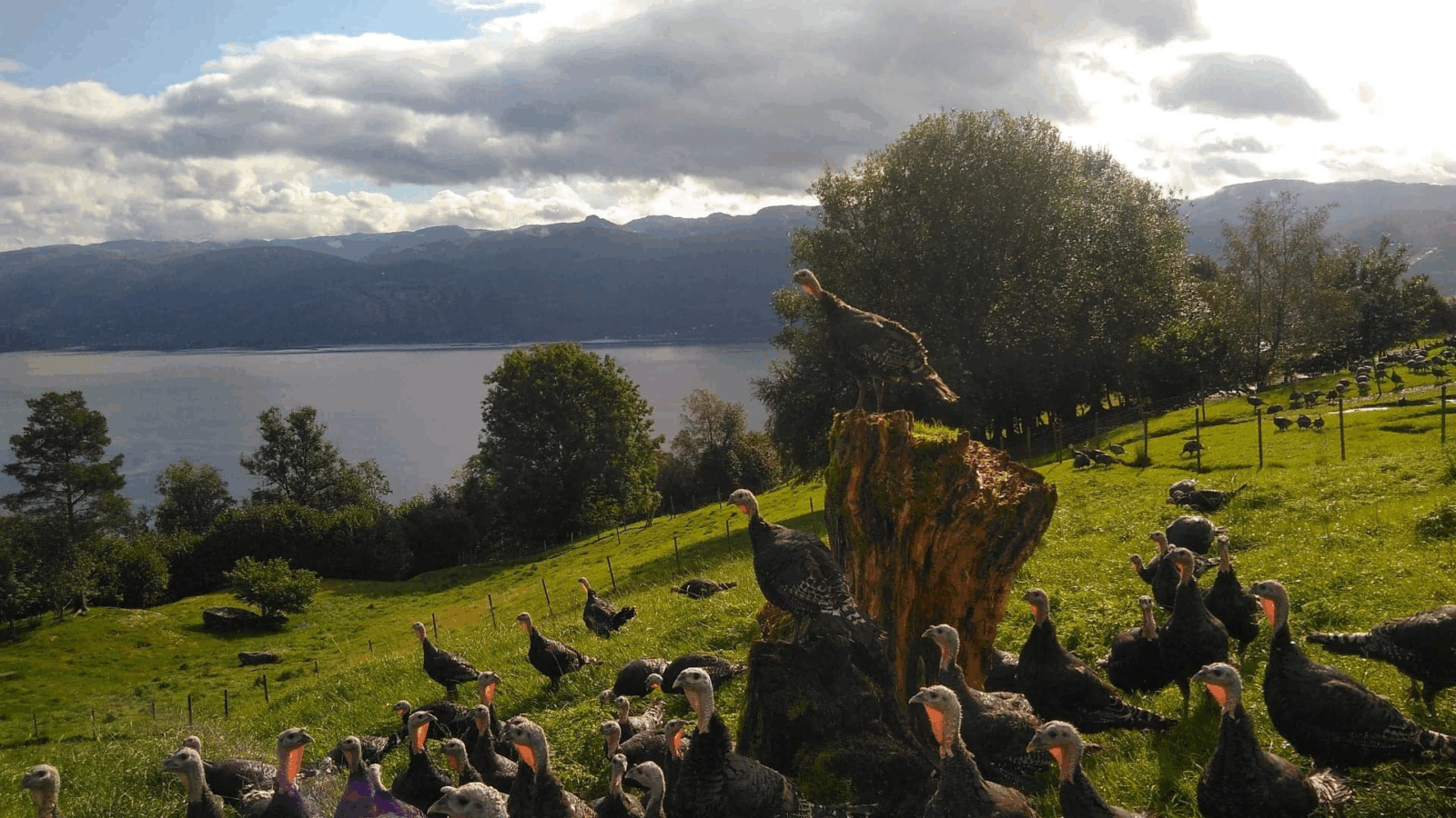 Velkomen til amerikansk Thanksgiving-middag på Pikant